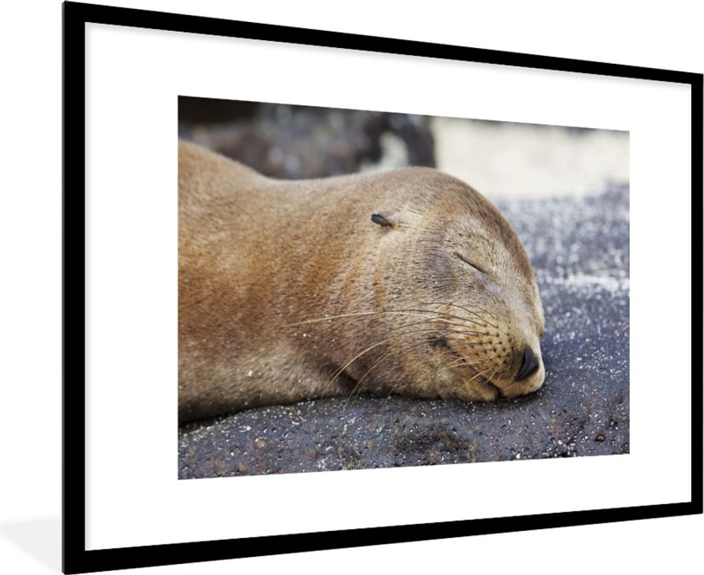 MuchoWow MuchoWow Gerahmtes Poster Nahaufnahme - Tiere - Steine 90x60 cm - Poster mit zchwarzem Bilderrahmen - Wanddekoration - Fotos
