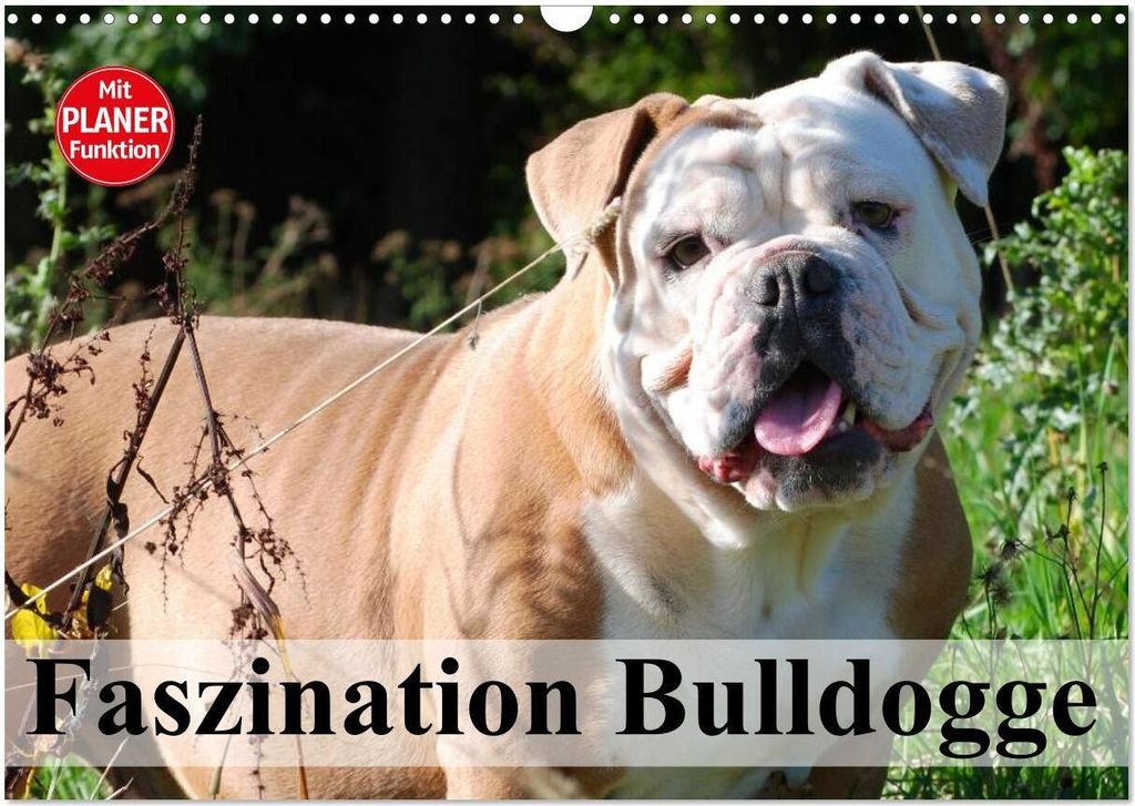 Faszination Bulldogge (Wandkalender 2026 DIN A3 quer), CALVENDO Monatskalender
