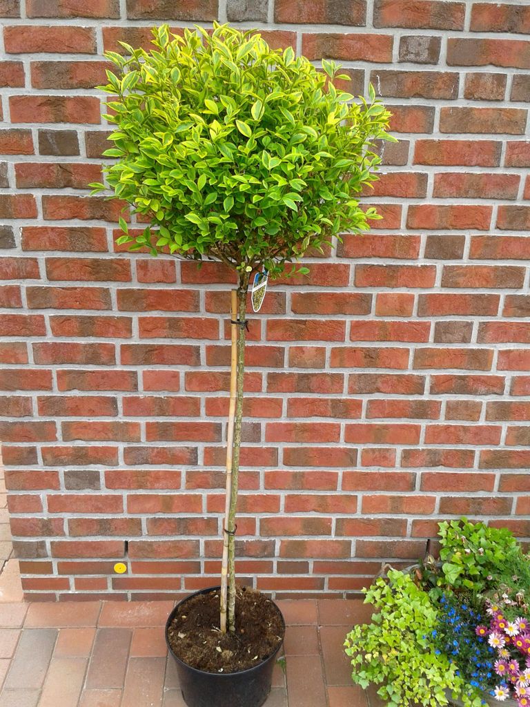 Goldliguster Hochstamm ‘Aureum’ – Ligustrum ovalifolium Produktbild 