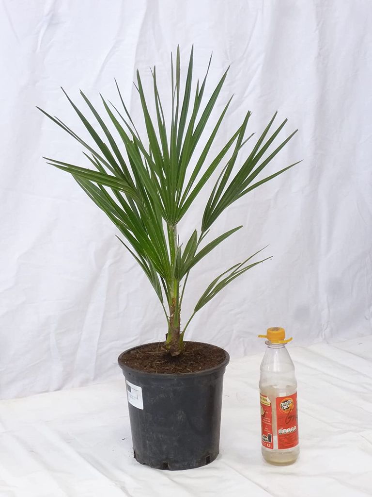 [Palmenlager] Chamarops humilis 70 cm - | Kaufland.de