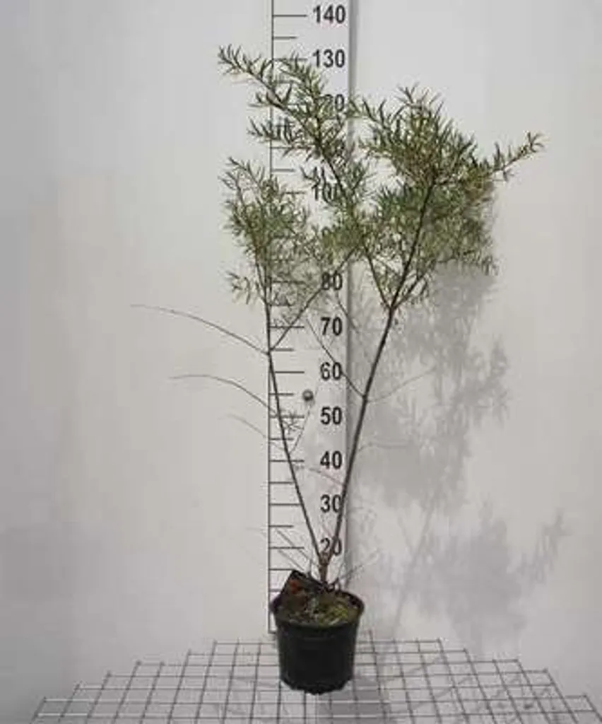 Hippophae rhamnoides - Argousier en conteneur de taille 60-80 cm