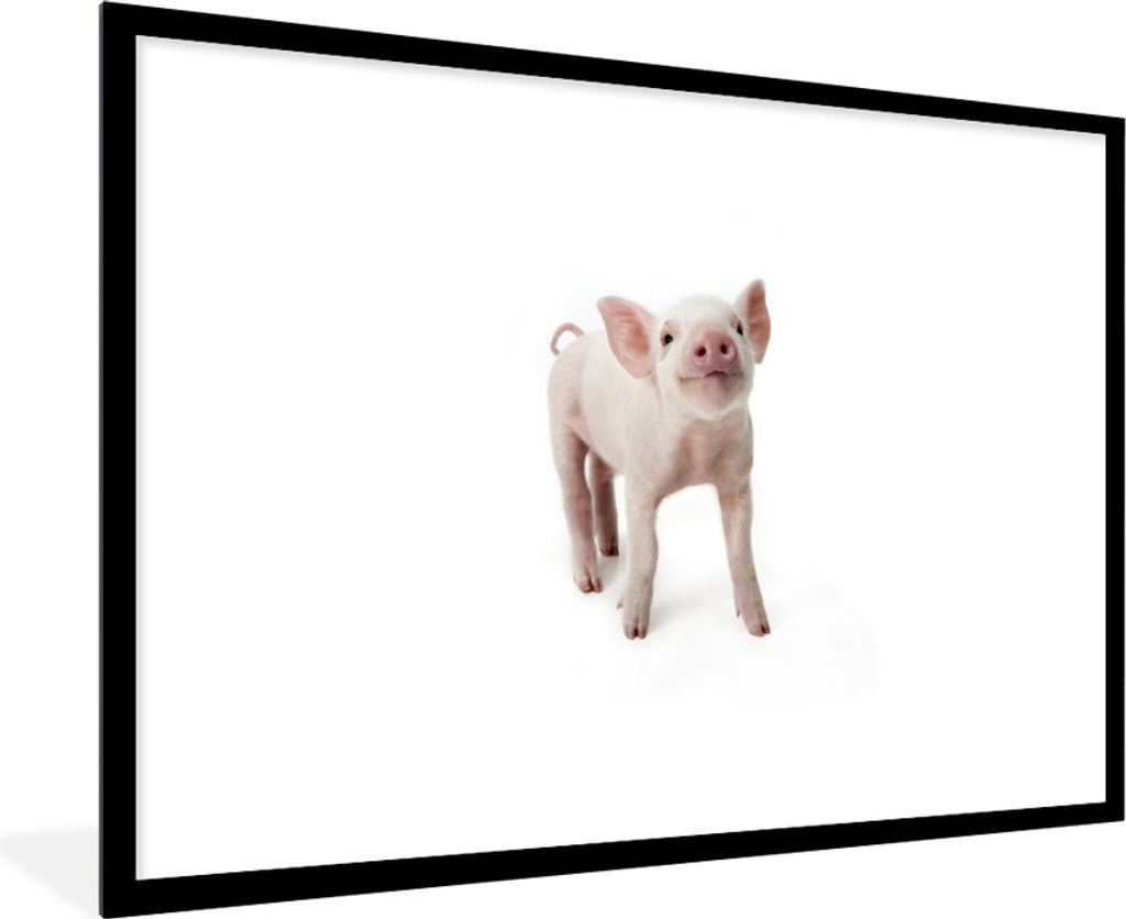 MuchoWow Gerahmtes Poster Schwein - Tiere - Weiß 90x60 cm - Poster mit Schwarzem Bilderrahmen Wandposter Rahmen Foto Bilder - Wanddekoration - F...