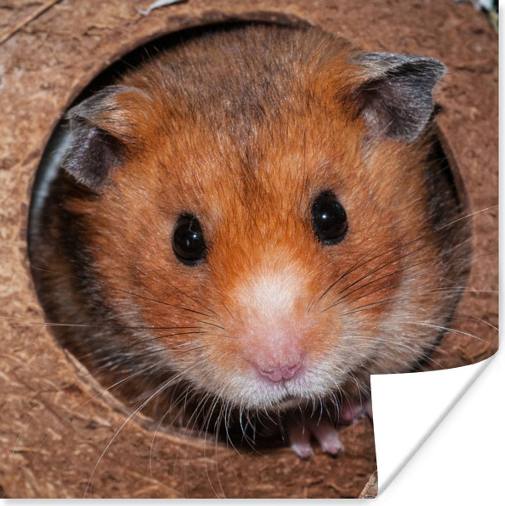 MuchoWow Poster Hamster kommt zum Zuschauen 75x75 cm - Wand Dekoration