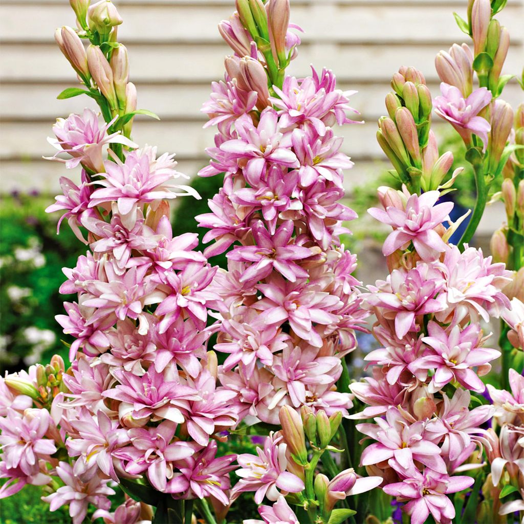 Tuberose Blumenzwiebel Polianthes Tuberosa Duft-Tuberose Produktbild 