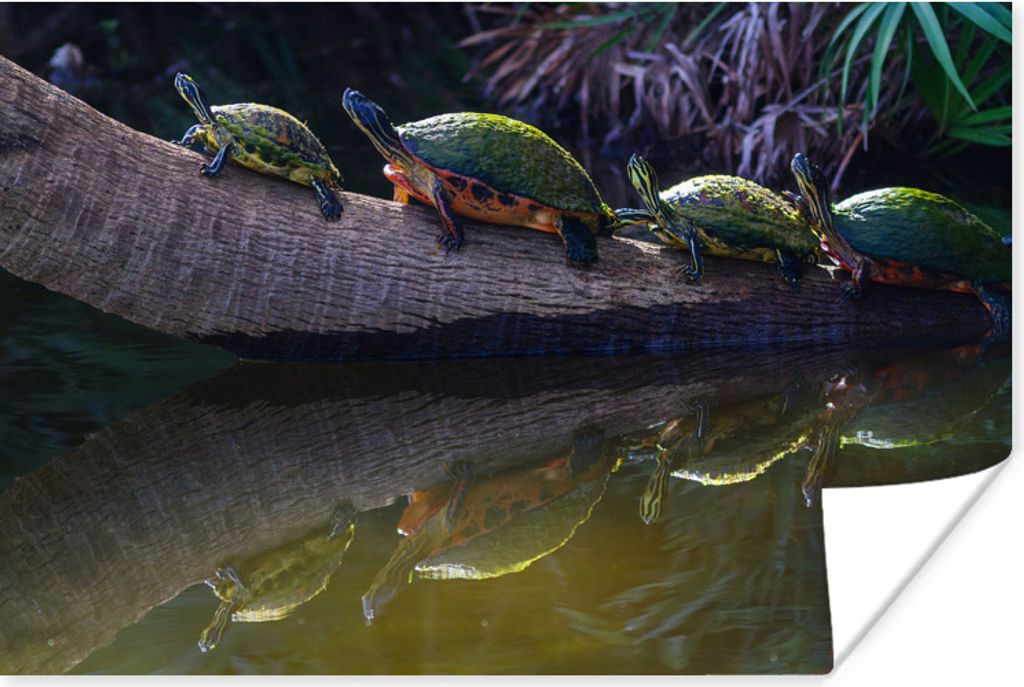 MuchoWow Poster Schildkröten auf einer Palme in der Nähe des Wassers bei Nacht 30x20 cm - Plakate - Print