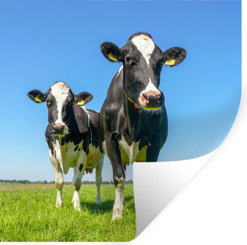 MuchoWow Wandtattoo Wandsticker Wandaufkleber Kühe - Weide - Tiere - Bauernhof 100x100 cm Selbstklebend und Repositionierbar - Wierderverwendbar...