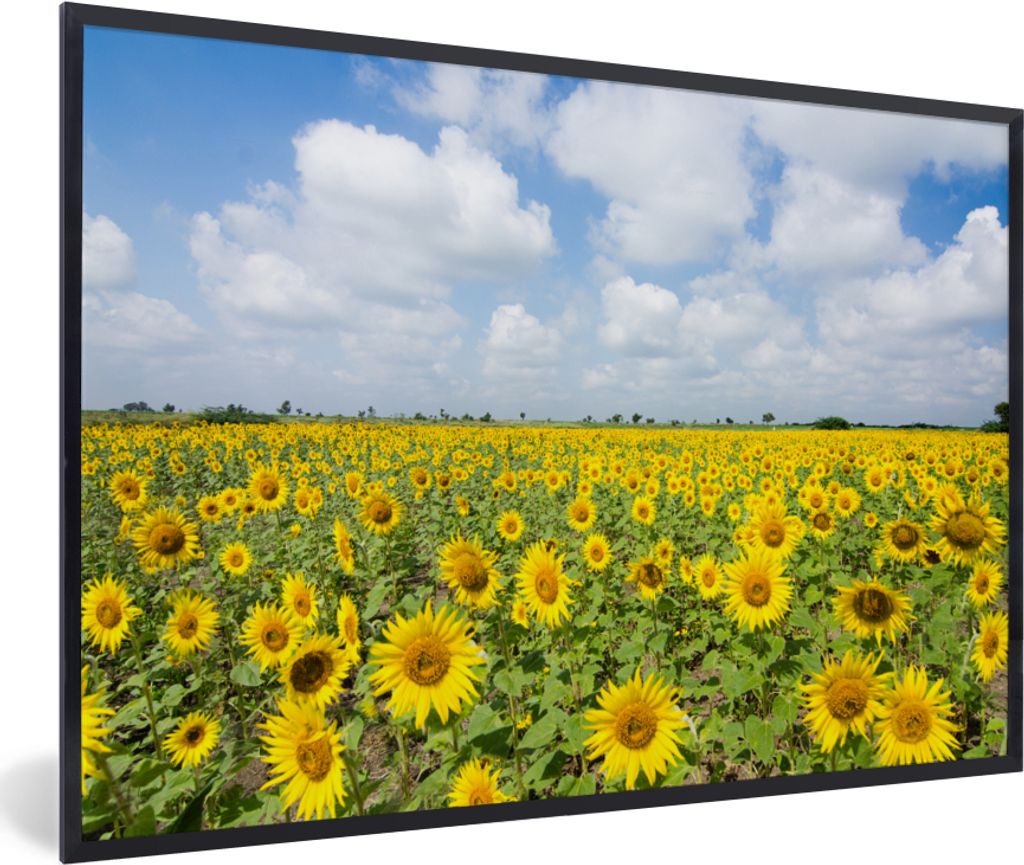MuchoWow Gerahmtes Poster Sonnenblumen - Blumen - Wolken - Natur - Gelb - Landschaft 60x40 cm - Poster mit Schwarzem Bilderrahmen Wandposter Rahm...