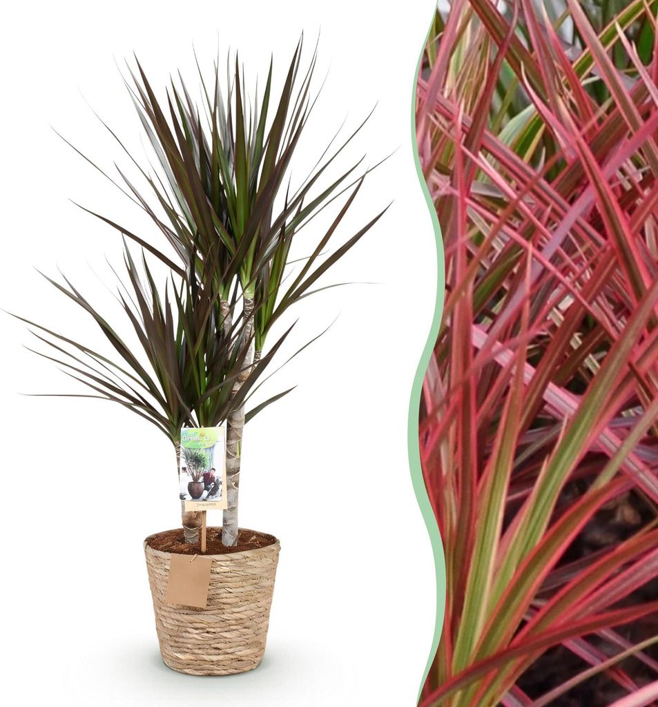 Green boutiQ - Zimmerpflanzen - Dracaena Magenta - Drachenbaum - Wenig Pflege - mit Korb - Rot - 1 Pflanze - Topf 17cm - Höhe 70-80cm