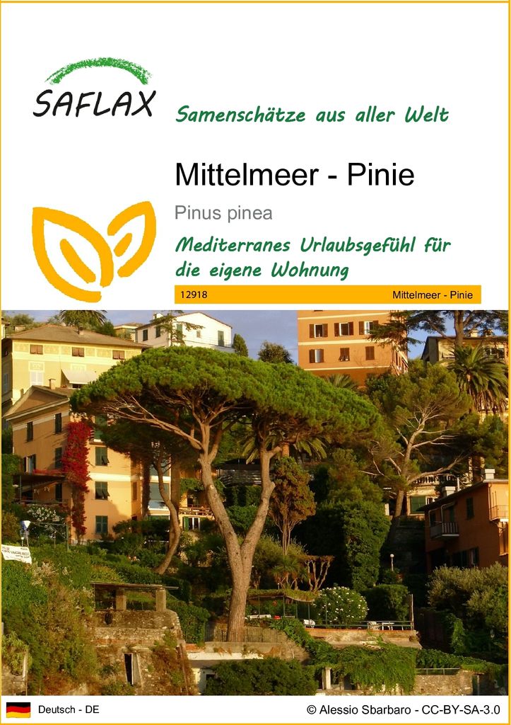 SAFLAX - Mittelmeer - Pinie - Pinus pinea - 6 Samen Produktbild 