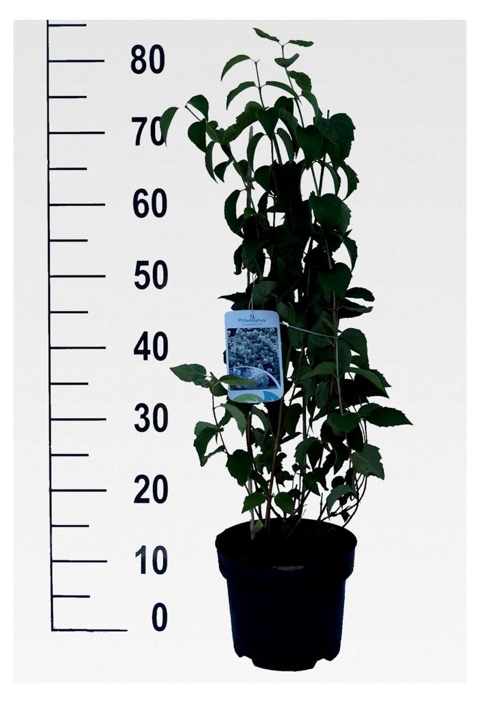 Bauern-Jasmin `Schneesturm`, Philadelphus coronarius, mehrtriebig, 60-80 cm im 5L-Topf