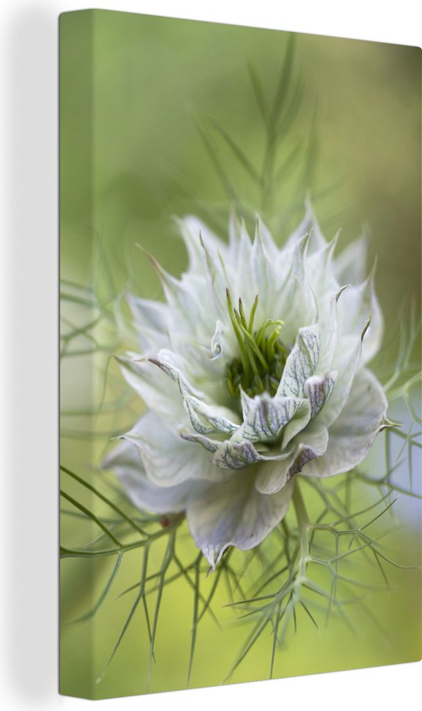 OneMillionCanvasses - Leinwandbilder - 90x140 cm, Eine Nahaufnahme der Nigella, Wandbilder Kunstdruck Wanddekoration - Foto auf Leinwand - Gemäl...