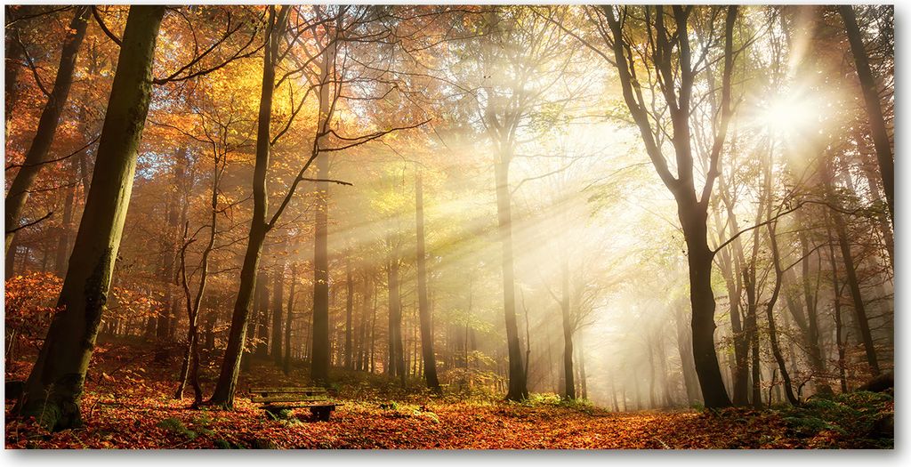 Tulup Glas-Bild -140x70- Wandkunst Dekorative Wand für Küche & Wohnzimmer - Landschaften - Nebel im Wald - Orange