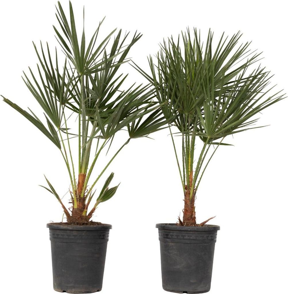 Karłatka niska - 2 szt - Chamaerops humilis - Wysokość Zdjęcie produktu 