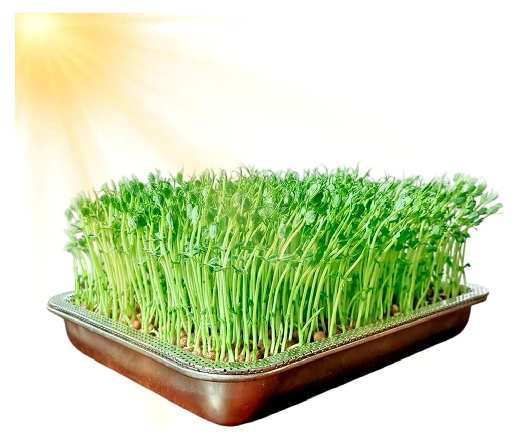 Anzuchtschalen aus Edelstahl – rostfreie Pflanzenaufbewahrung – Mini-Pflanzenanzuchtschale für Gras, drinnen und draußen, Garten, Zuhause, Büro
