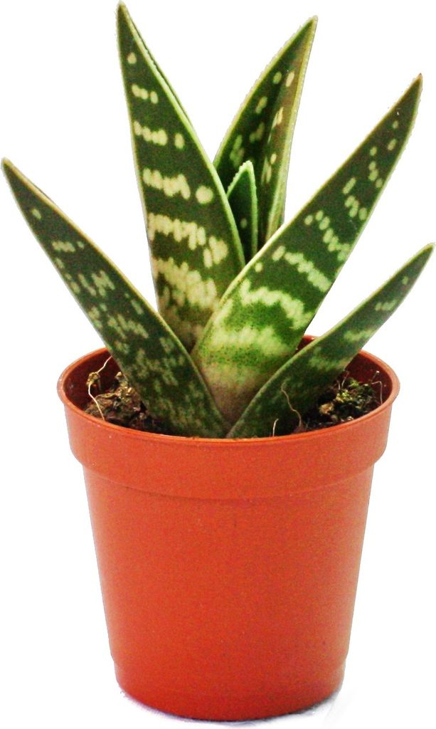 Aloe variegata - Tiger Aloe - pianta piccola in vaso da 5,5 Immagine del prodotto 