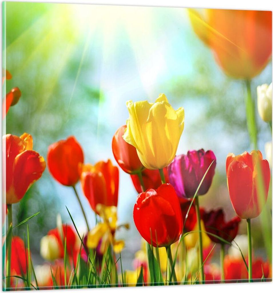 Bilder auf glas - Tulpe Blume Plantage Wiese - 40x40cm - Glasbilder - Wandbilder - Kunstdruck - zum Aufhängen bereit - Wanddekoration aus Glas - G...