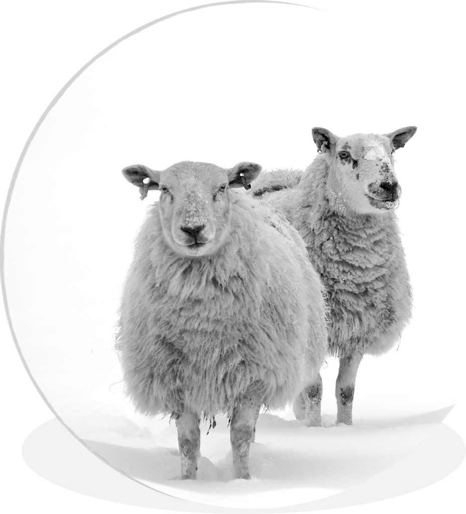 MuchoWow Rundes Wandbild - Runde Bilder Schafe - Schnee - Weiß Ø 60 cm Kreis Wanddekoration Kunststoff - Wandkreis - Wandschmuck - Wand Kreis -...