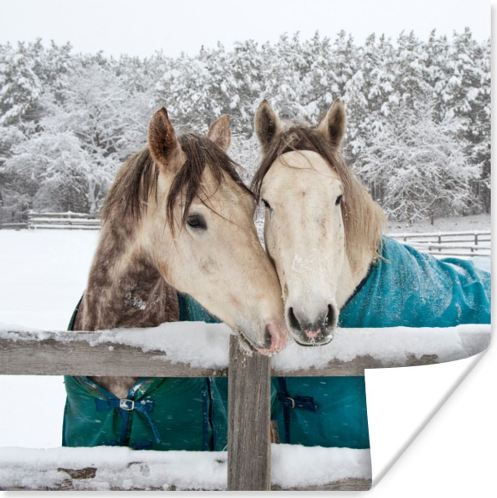 MuchoWow Poster Pferde - Decke - Schnee 50x50 cm - Wohnzimmerdekoration