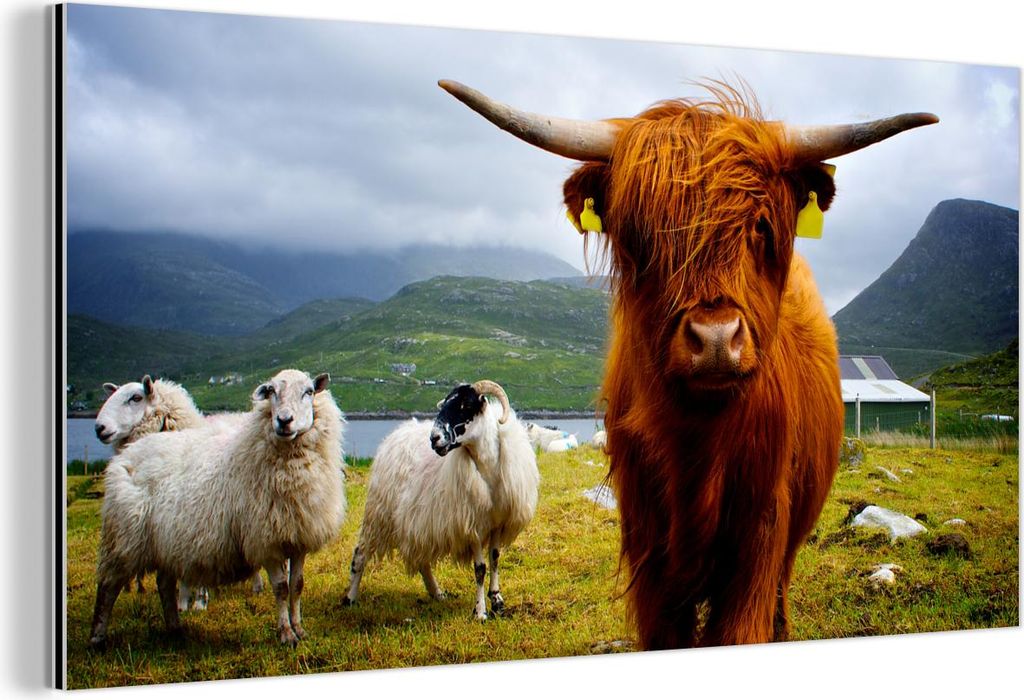MuchoWow Wanddekoration Metall Metallbild Wandkunst 80x40 cm Schottisches Hochlandrind - Leicht - Schaf MuchoWow Aluminium Gemälde - Wanddekoratio...
