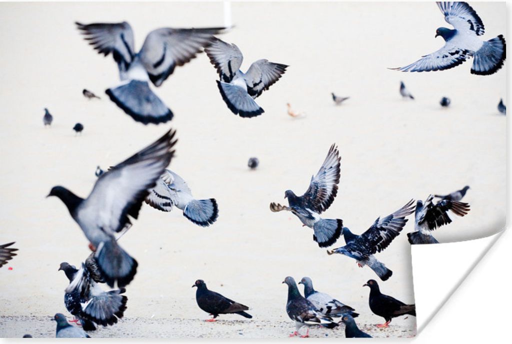 MuchoWow Poster Eine Gruppe von flatternden Tauben auf weißem Hintergrund 180x120 cm - Fotoplakat