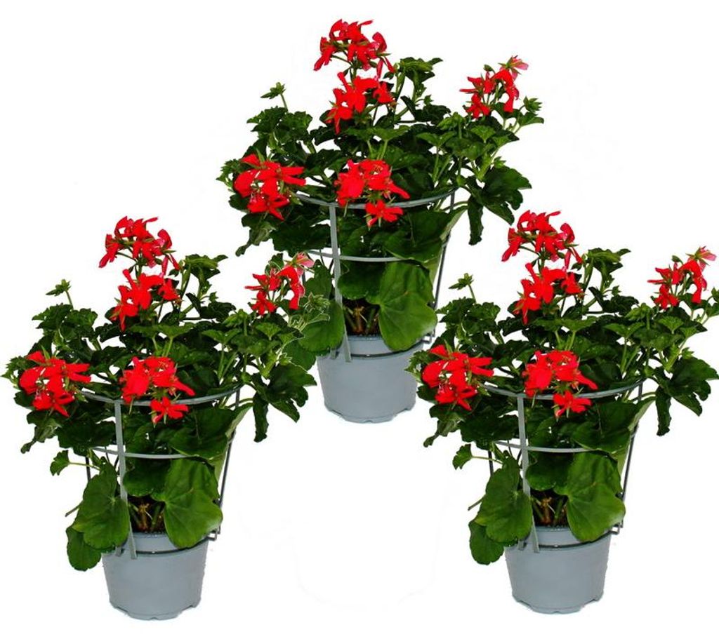 Französische Geranien hängend Pelargonium peltatum Ville de Produktbild 