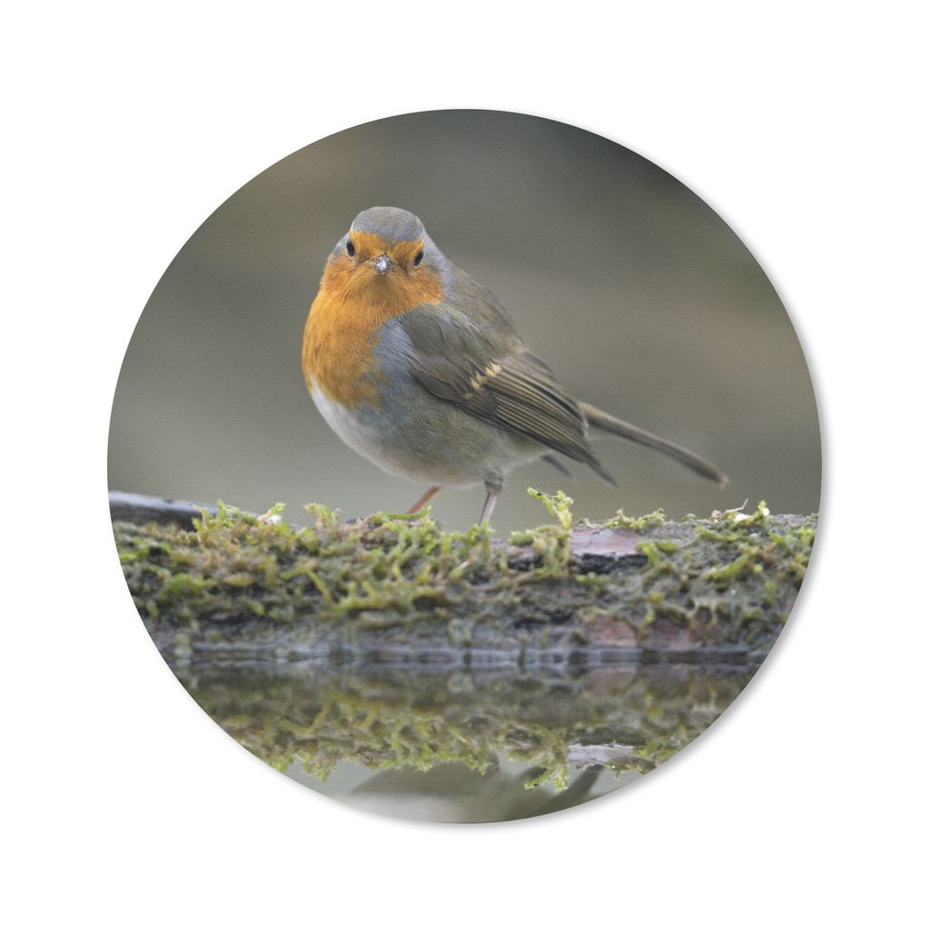 MuchoWow Mauspad Mousepad Rotkehlchen - Wasser - Moos 20x20 cm - Mousepads - Maus Mat - Pad - Mausunterlage - Schreibtischmatte