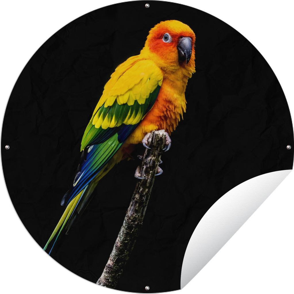 MuchoWow Gartenposter Outdoor-Poster Rund Ein farbenfroher Sonnensittich sitzt auf einem Ast vor schwarzem Hintergrund Ø 150 cm Gartendeko Runde...