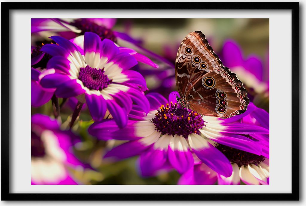 Bild 60x40 MDF-Rahmen, Wandkunst Schmetterling auf einer Produktbild 