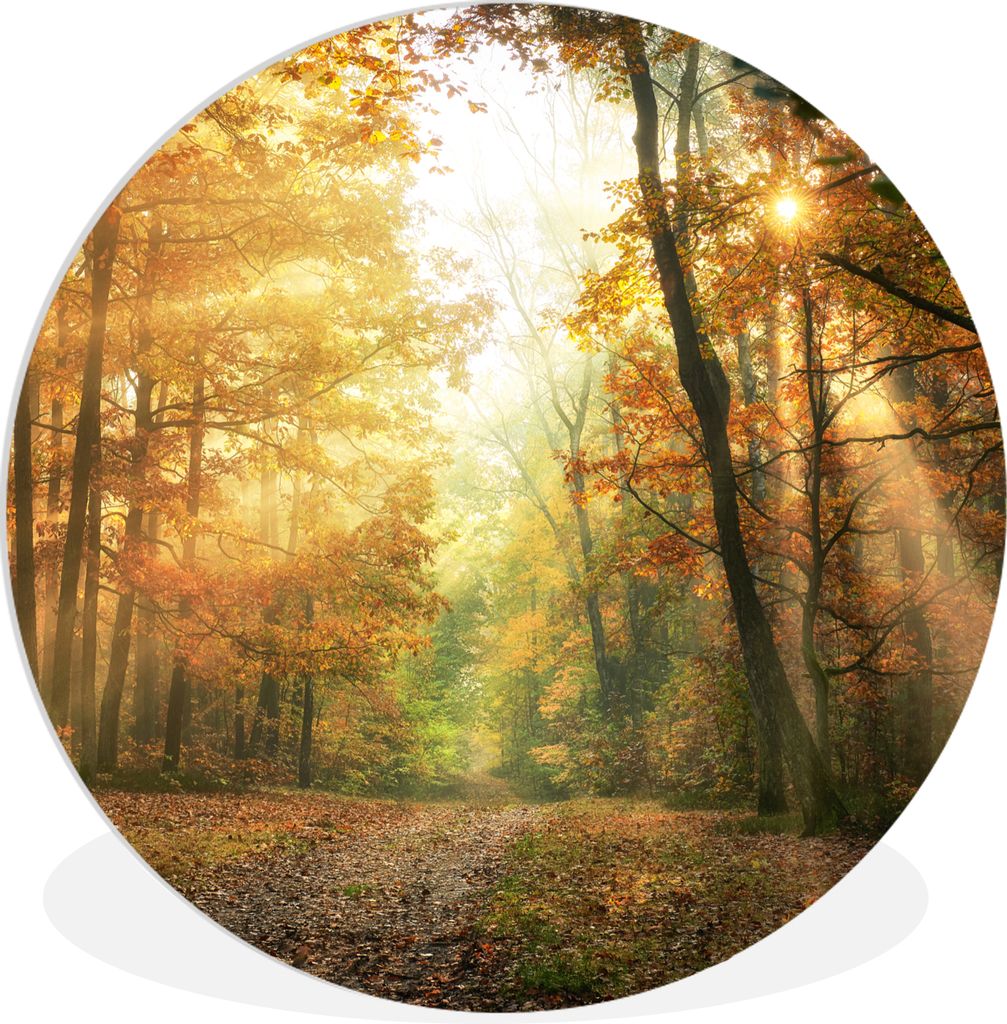 MuchoWow Rundes Wandbild - Runde Bilder Wald - Herbst - Sonne - Landschaft - Natur - Bäume - Laub Ø 30 cm Kreis Wanddekoration Kunststoff - Wan...