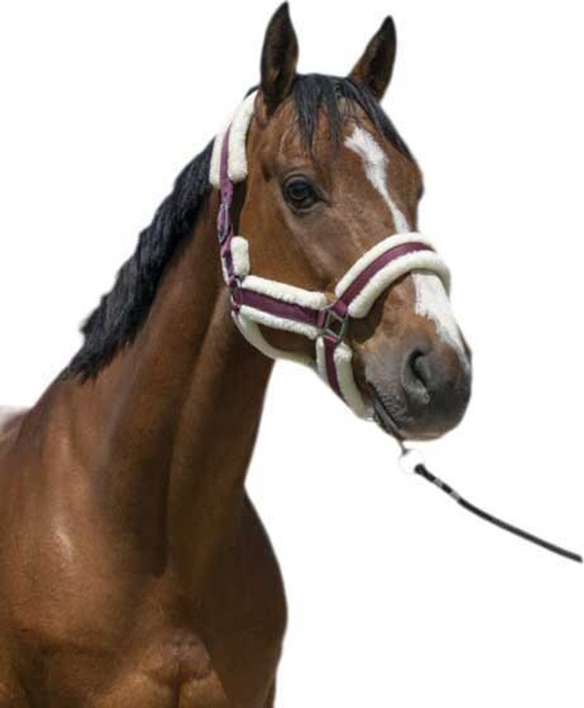 Norton Equestrian Cosy Halfter Rot Cob Rot Cob