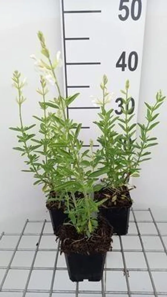 Sauge arbustive blanche Salvia Alba lot de 6 vivaces pour massif ensoleillé