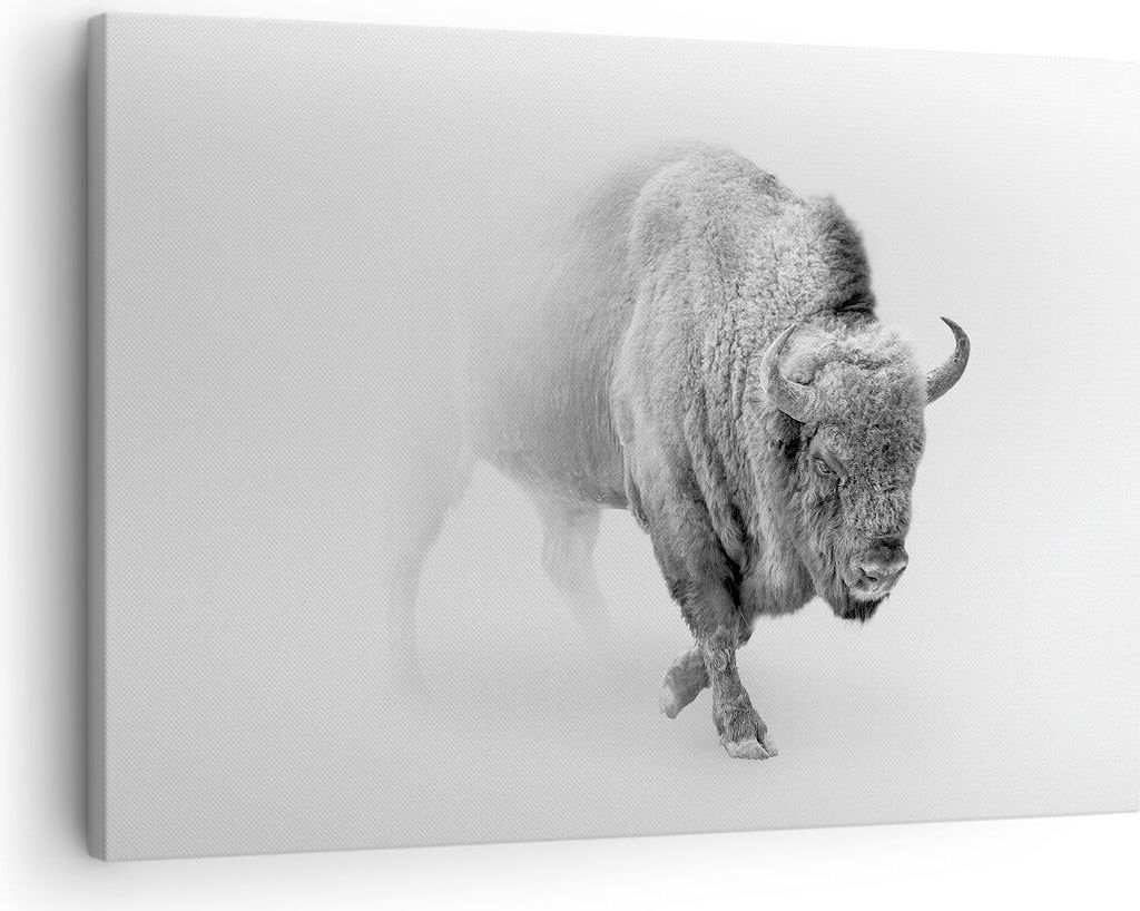 Bild auf Leinwand - Leinwandbild - Einteilig - Wisent Schwarzweiß Licht - 70x50cm - Wand Bild - Wanddeko - Wandbilder - Leinwanddruck - Bilder - W...