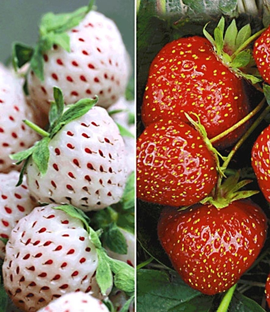 BALDUR Garten 9er Erdbeeren-Raritäten-Kollektion', Pflanzen Produktbild 
