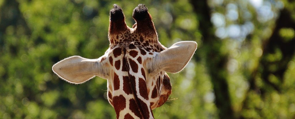 hansepuzzle 78566 - Giraffe Panorama-Puzzle 2000 Teile | Natur Puzzle, 2028 Teile, Natur, 60,0 x 46,0cm mit hochwertiger Aufbewahrung, Kartonbox & ...