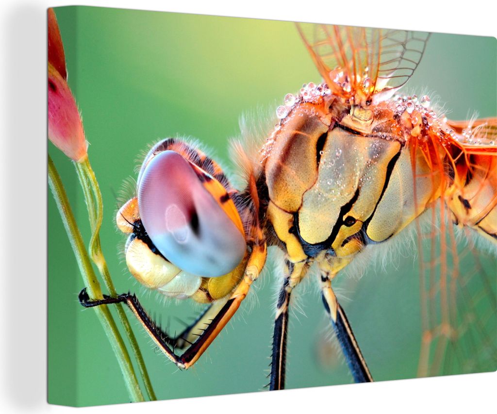 OneMillionCanvasses - Leinwandbilder - 140x90 cm, Nahaufnahme einer Libelle, Wandbilder Kunstdruck Wanddekoration