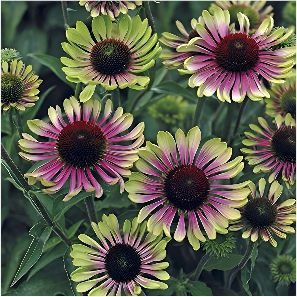Stauden Gänge 1 x Echinacea purpurea 'Green Twister' - Bunt Produktbild 