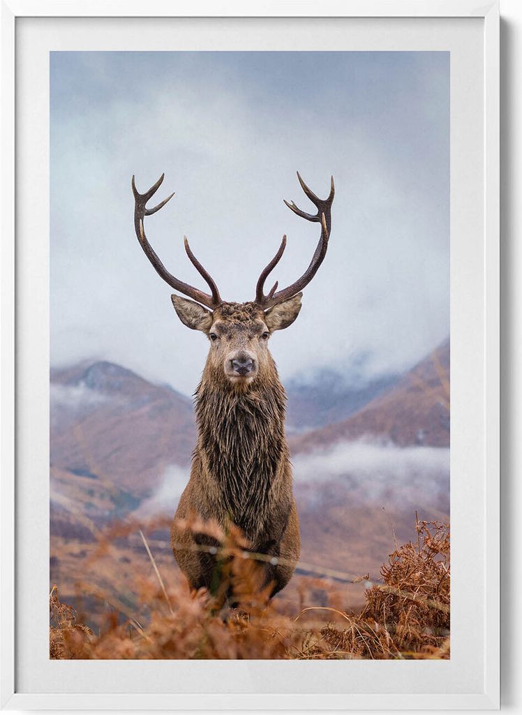 Hirsch auf einer Bergwiese– Wandbild mit Rahmen – Gerahmtes Bild – Wanddekoration – 70x100 cm – Weiß Rahmen