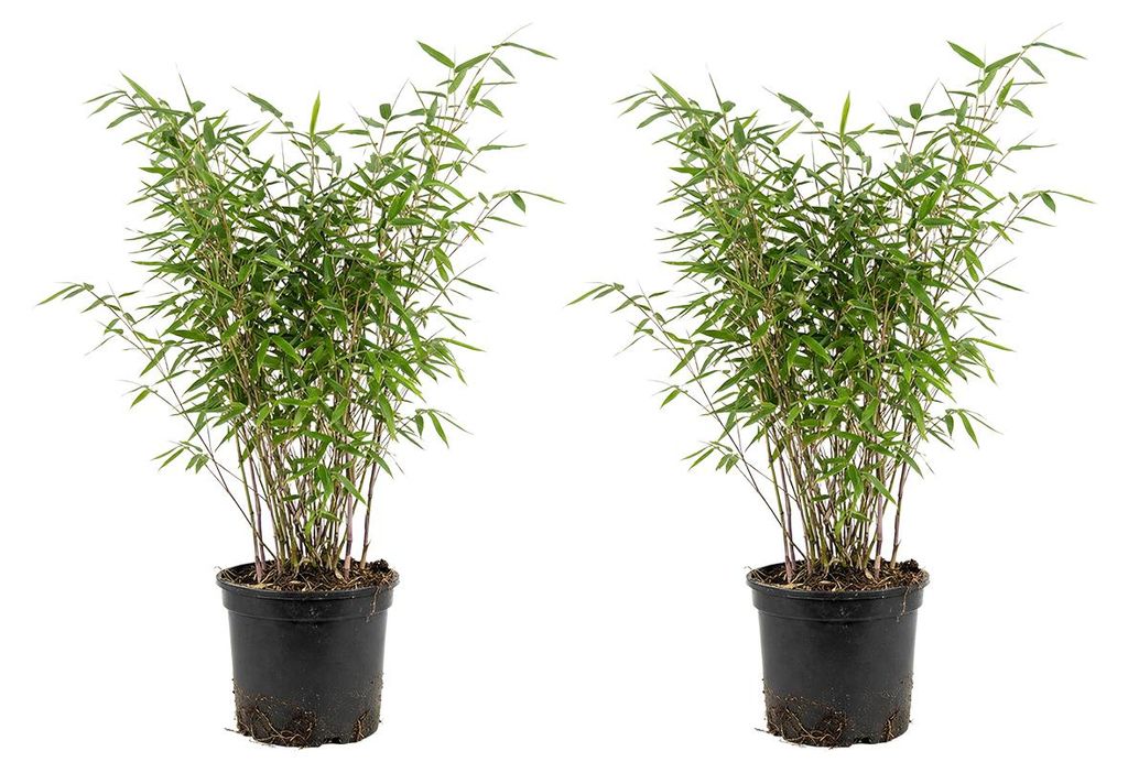 Bloomique - Lot de 2 - Fargesia Nitida Gansu - Plante Image du produit 