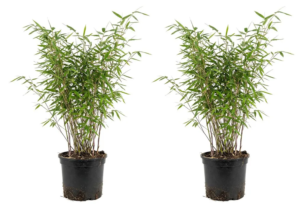 Bambou de haie non envahissant Fargesia Gansu - Lot de 2 plantes 17cm