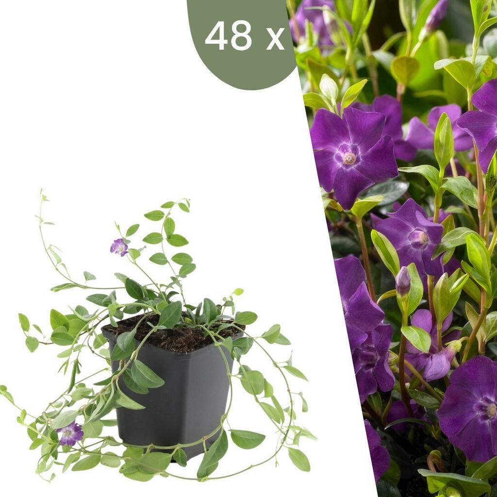 Plants by Frank | 48 Plantes de pervenche pourpre | Vinca Image du produit 
