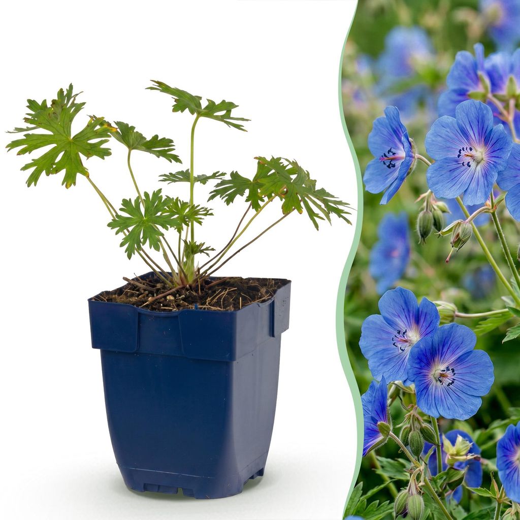 Green boutiQ - Plante vivace - Géranium Johnson's Blue - Image du produit 