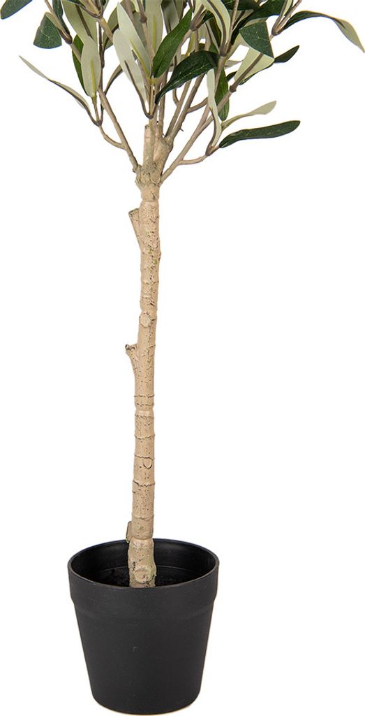 olivenbaum shop Großer Olivenbaum, 100-110cm – Green Me Up main image 0