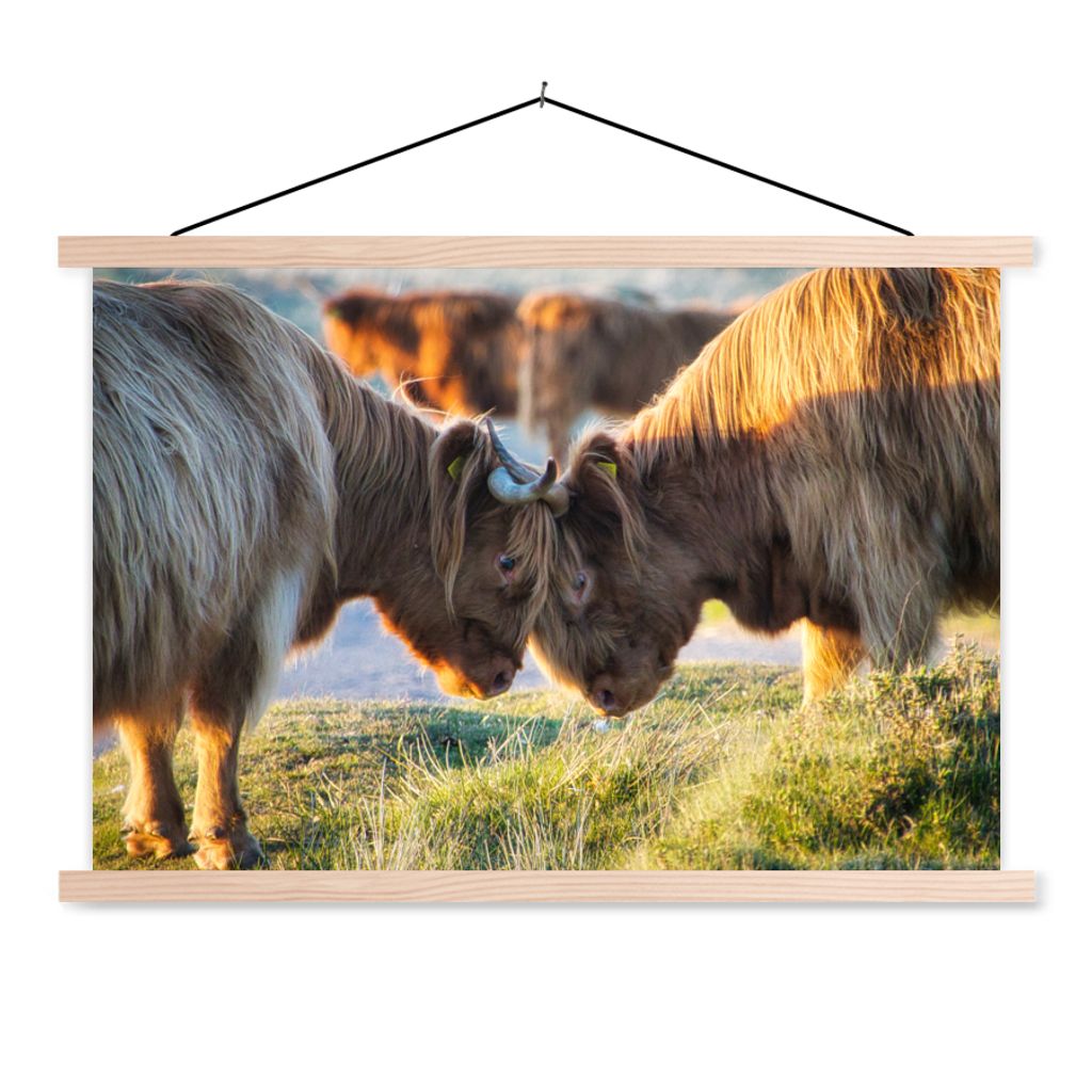MuchoWow® Textilposter Schottische Highlander - Tiere - Produktbild 