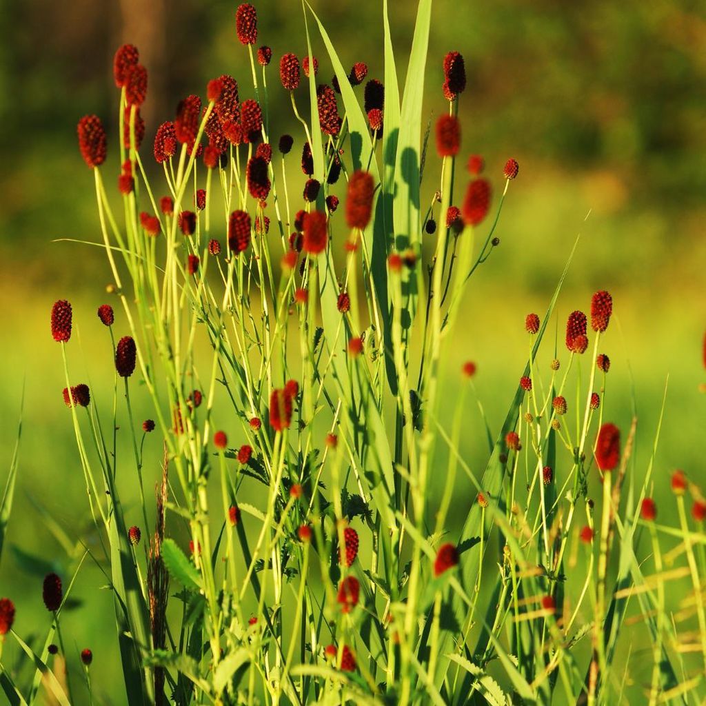 Sanguisorba officinalis Tanna 24 Pflanzen winterhart dunkelrosa Ø9cm Bienenfreundlich