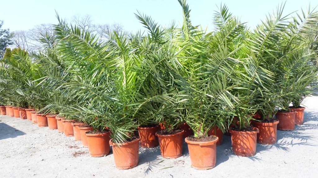 2 Stück Palme XXL 160 cm Phoenix canariensis, kanarische Produktbild 