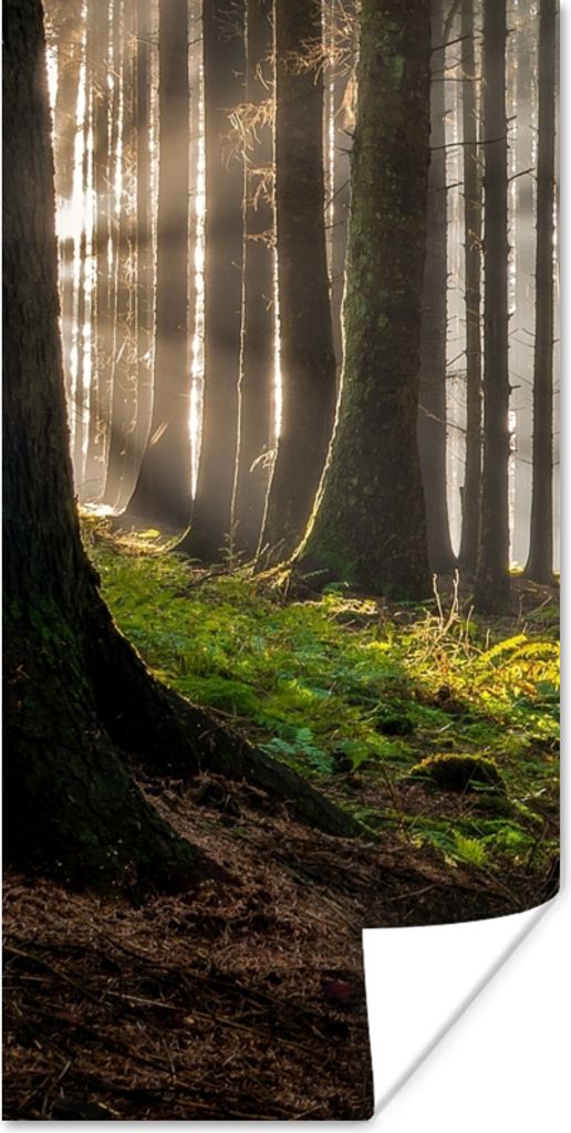 MuchoWow Poster Sonne - Äste - Bäume - Wald - Natur 40x80 cm - Dekoration