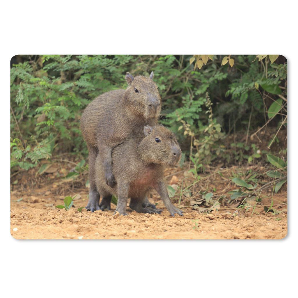 MuchoWow Schreibtischunterlage Zwei Capybara-Junge spielen miteinander 60x40 cm - XXL Mauspad - Großes Mauspad