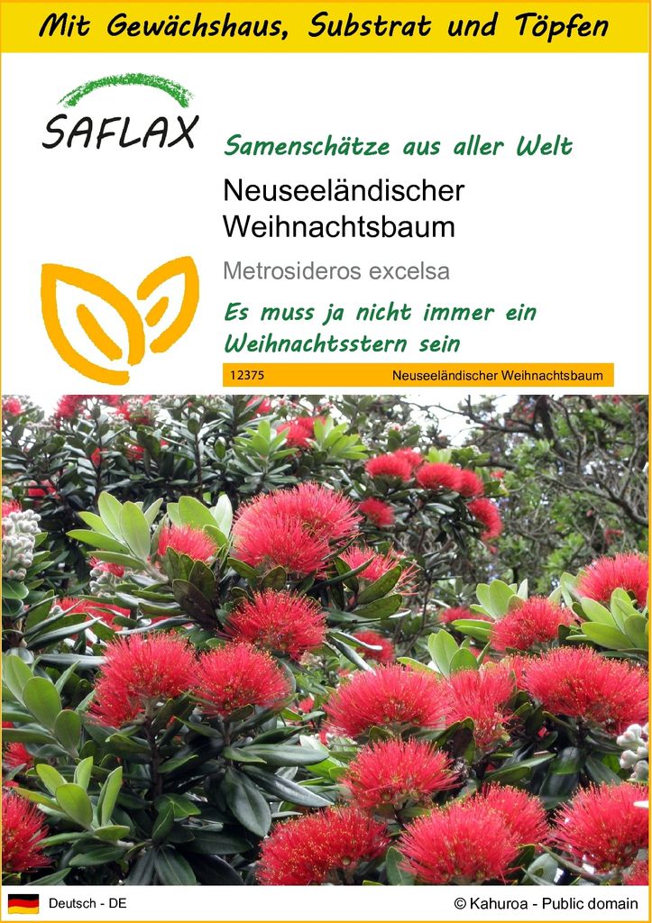 SAFLAX Anzucht Set - Neuseeländischer Weihnachtsbaum - Produktbild 