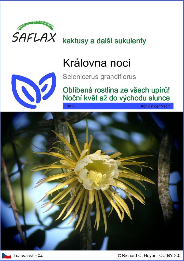 SAFLAX - královna noci - Selenicerus grandiflorus - 40 Obrázek produktu 