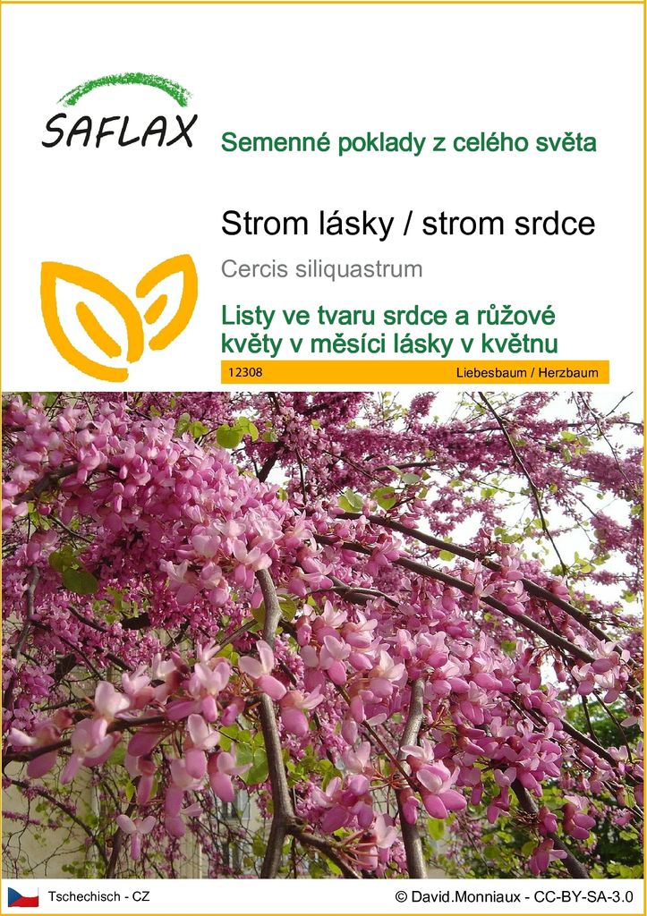 SAFLAX - Strom lásky / strom srdce - Cercis siliquastrum - Obrázek produktu 